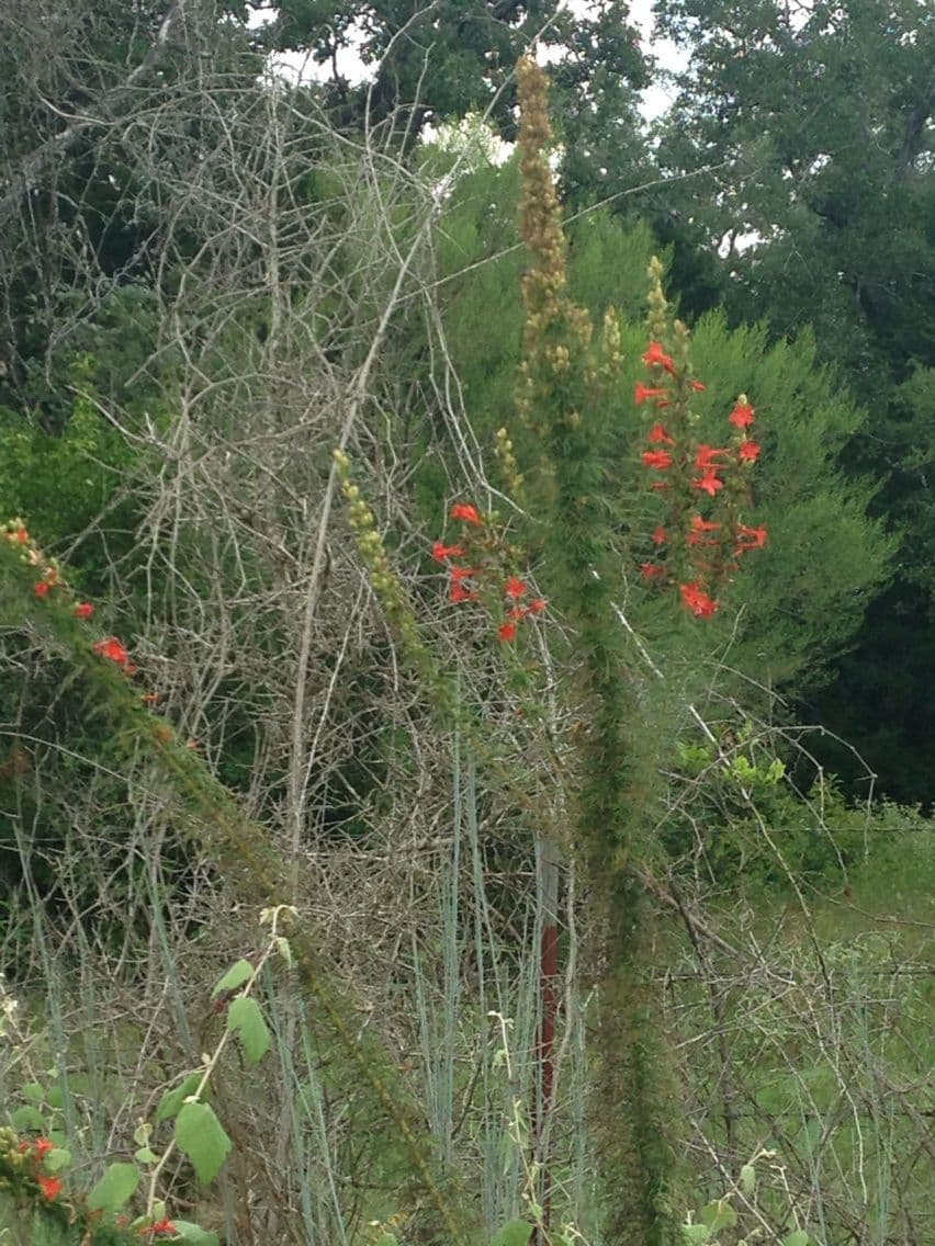Ipomopsis rossa 10