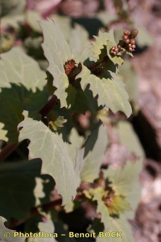 Senecio giallo 11