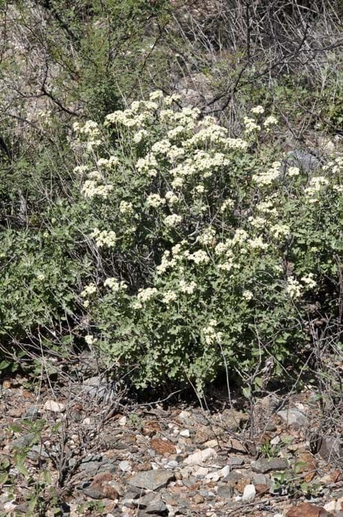 Parthenium incanum 11