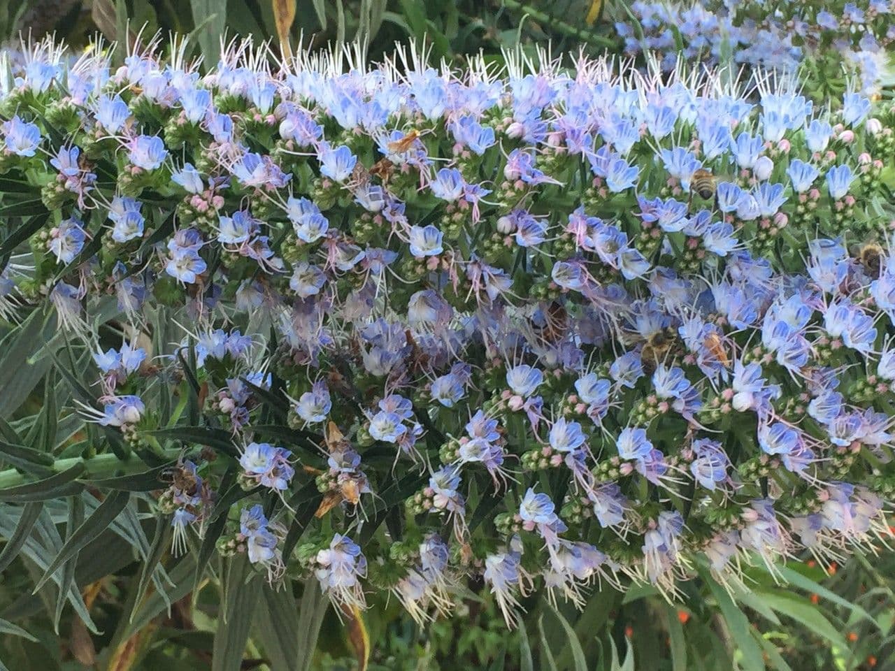 Echium