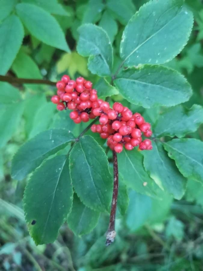 Sambuco rosso
