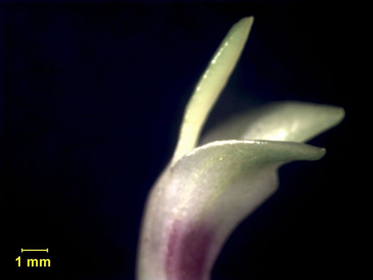 Masdevallia 6