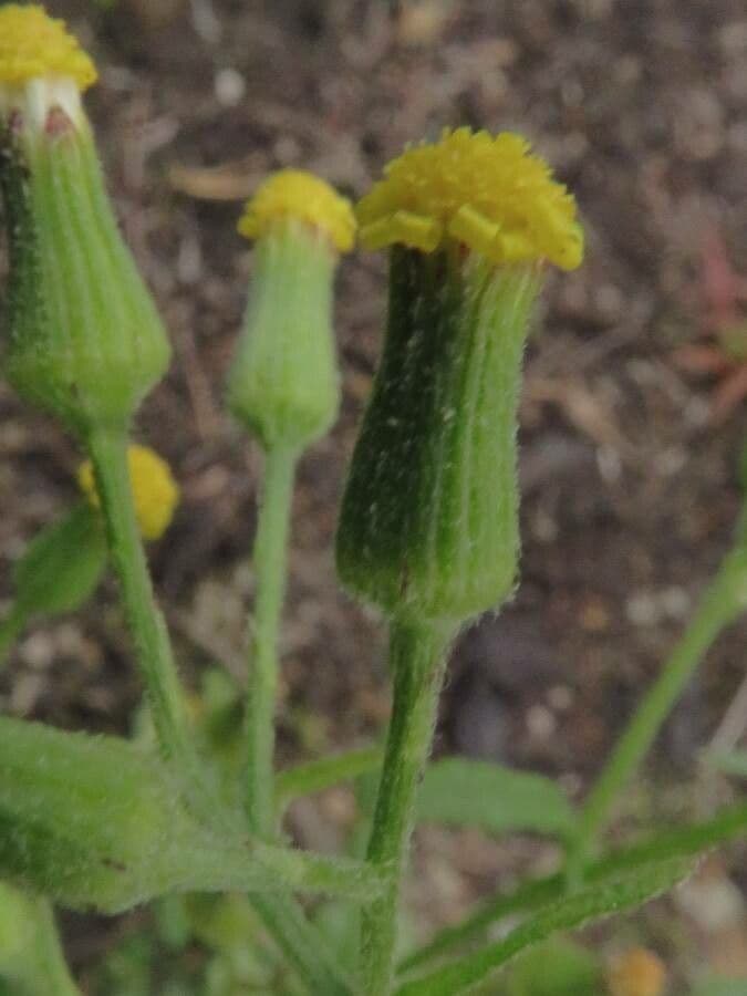 Senecio dei boschi 9