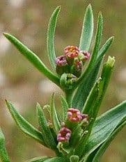 Bupleuro composto 15