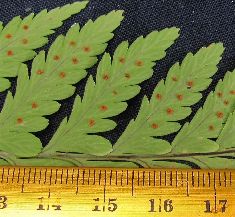 Dryopteris patula 7