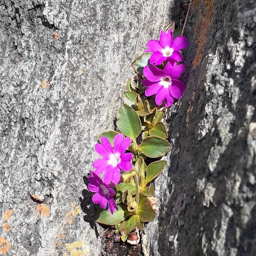 Primula hirsuta 8