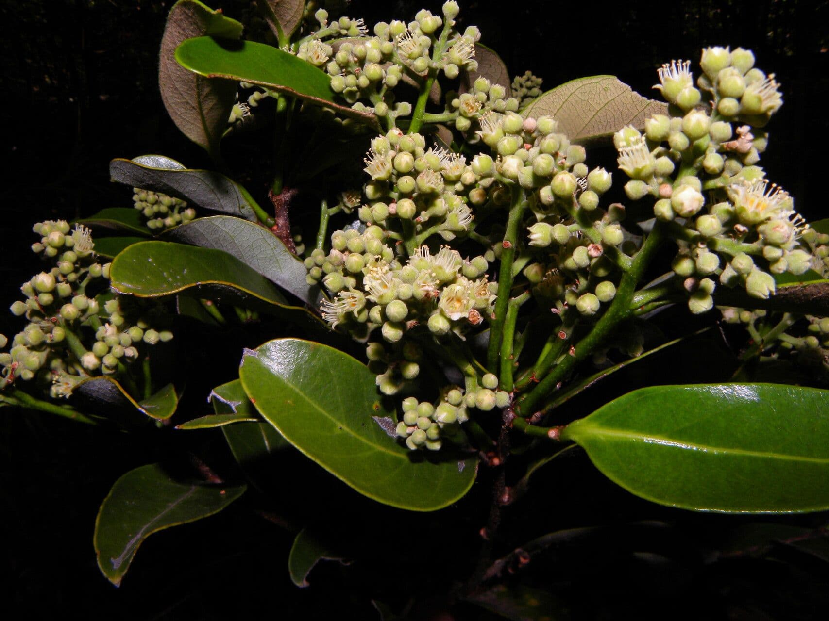 Geobalanus Riverae 2