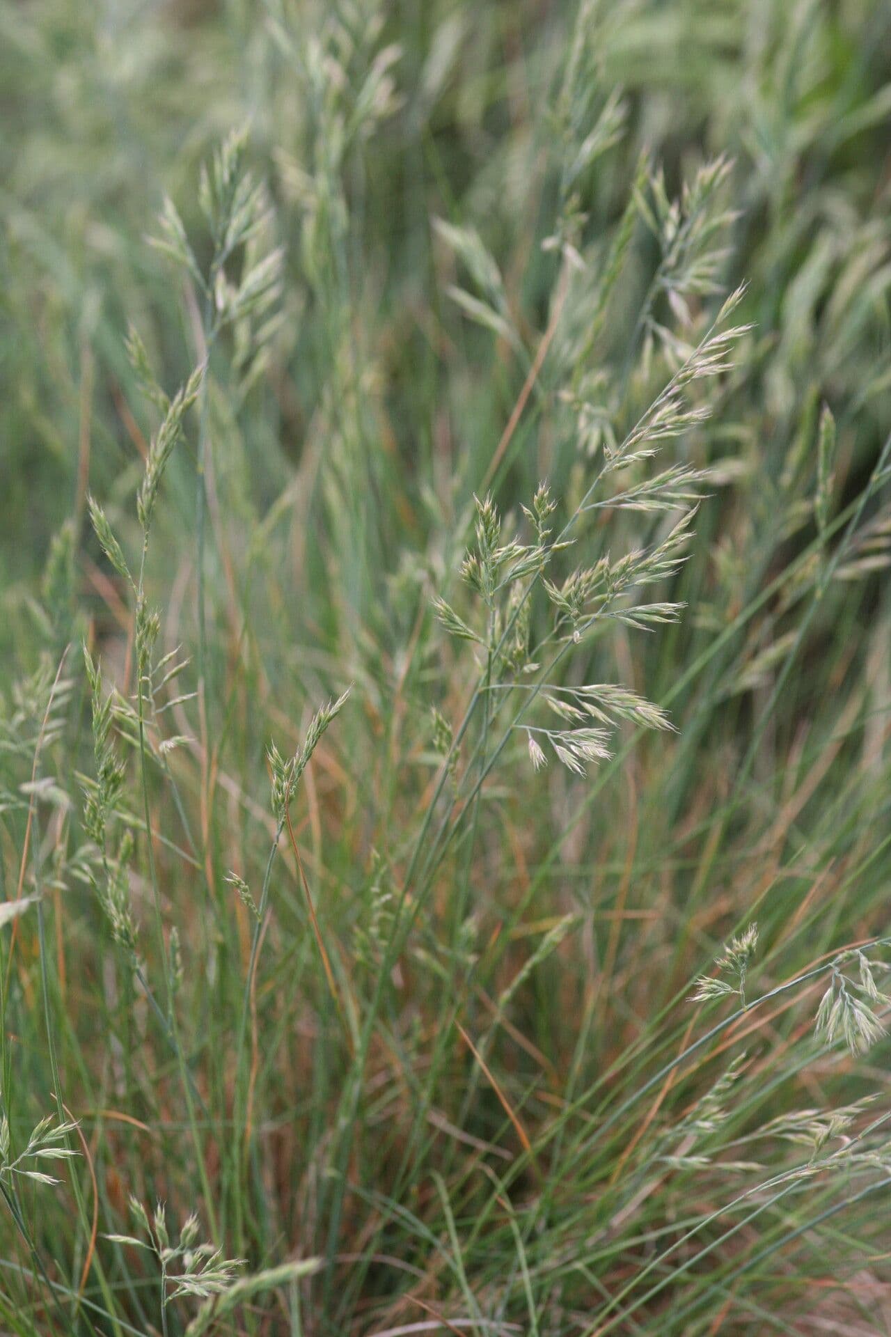 Festuca rupicola 2