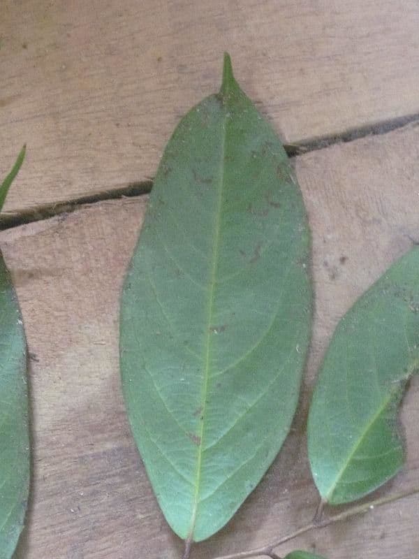 Leptobalanus 6