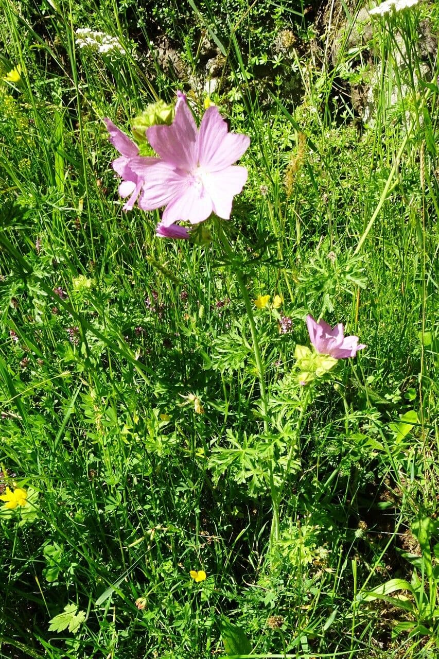 Malva moscata 15