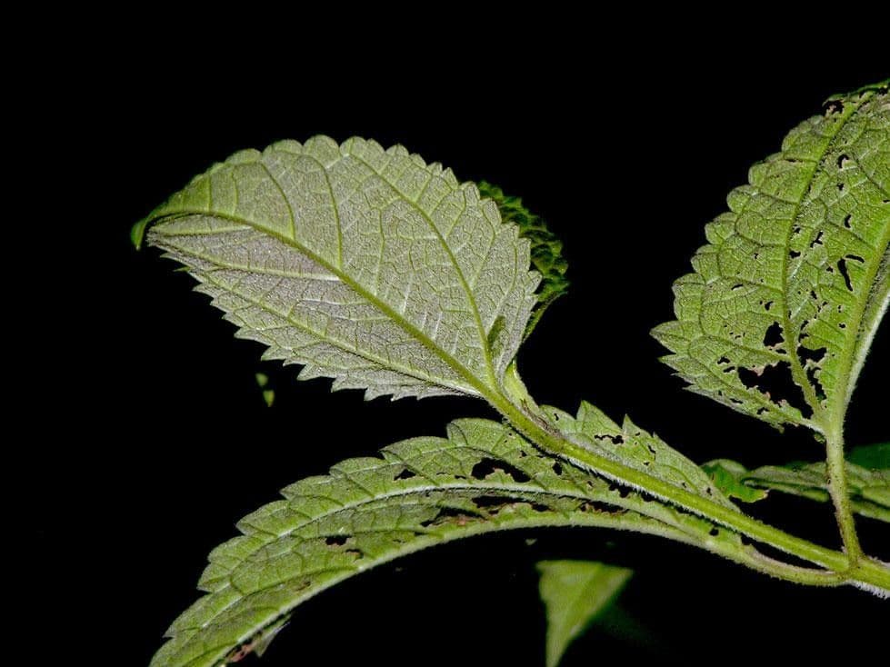 Calea urticifolia 9