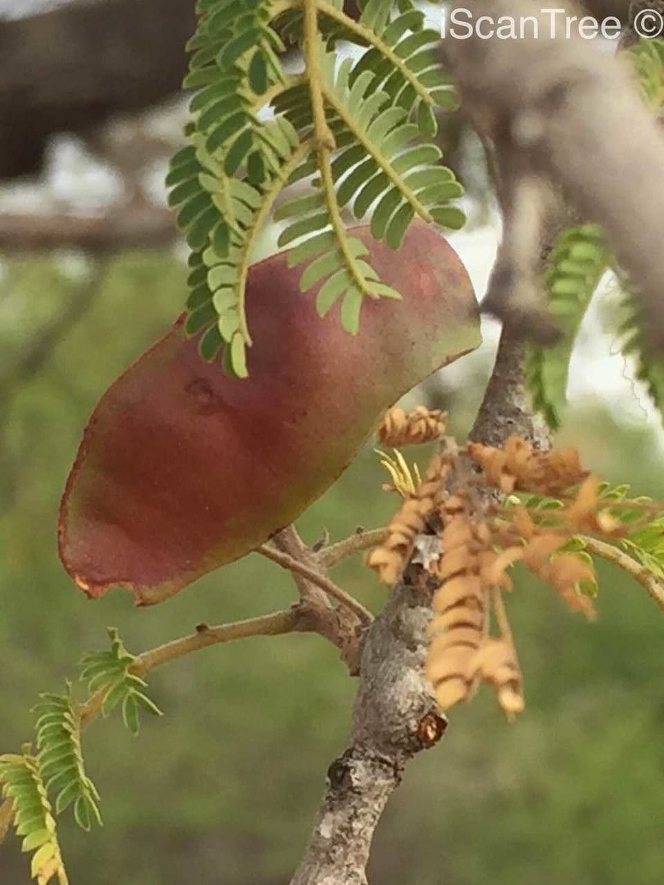 Albizia 7