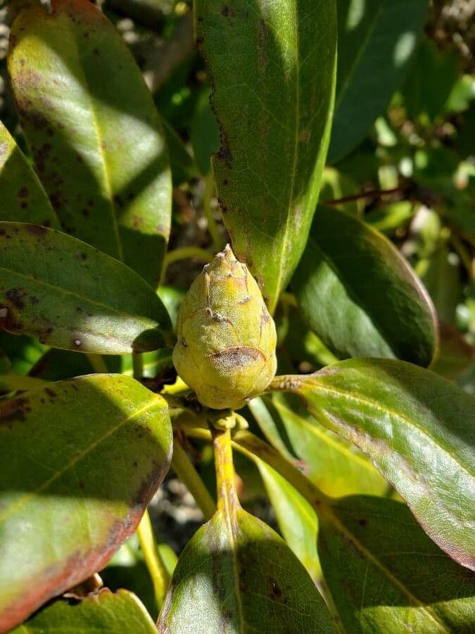 Rododendro lapponico 5
