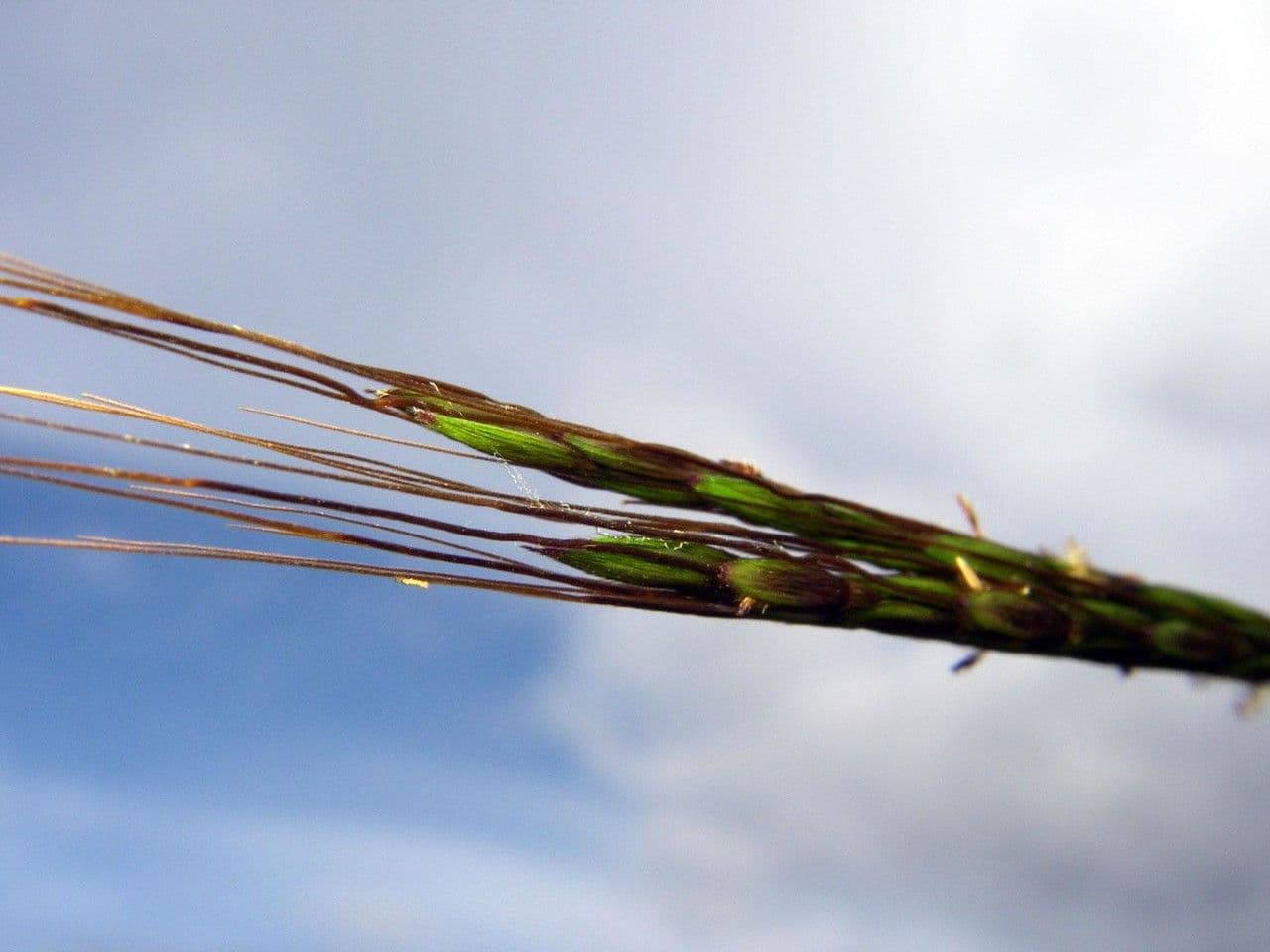 Hyparrhenia rufa 15