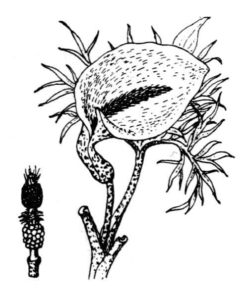 Helicodiceros 19