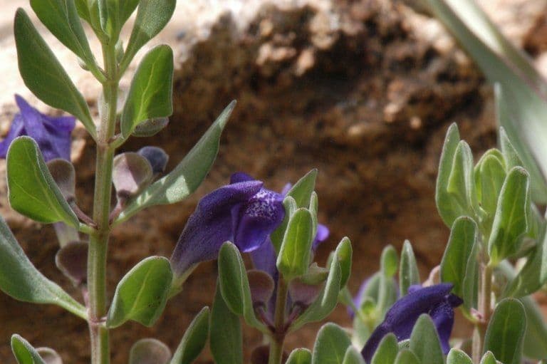 Scutellaria 3