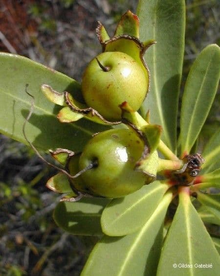 Xanthostemon 4
