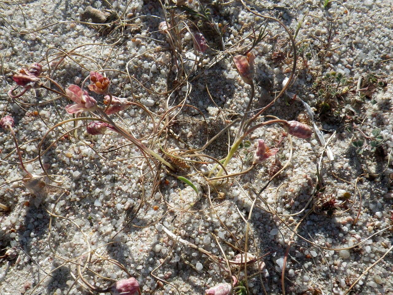 Romulea 13