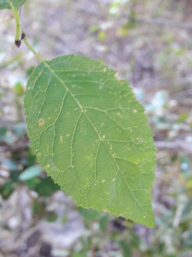 Susino brigantino 13