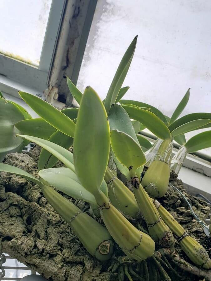 Humboldt-Orchidee 2