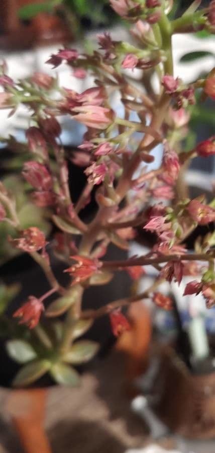 Sedum 2