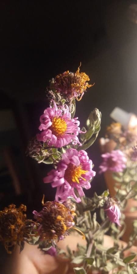 Sand-Aster 3