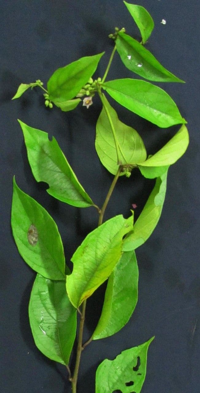 Lycianthes pauciflora 17