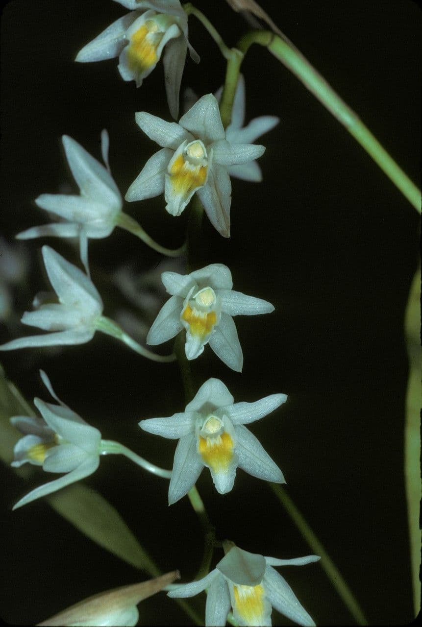 Coelogyne 2