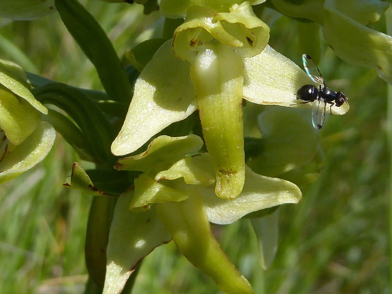 Platanthera algerina 5
