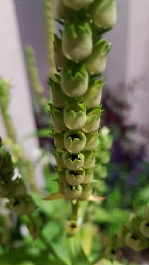 Physostegia virginiana
