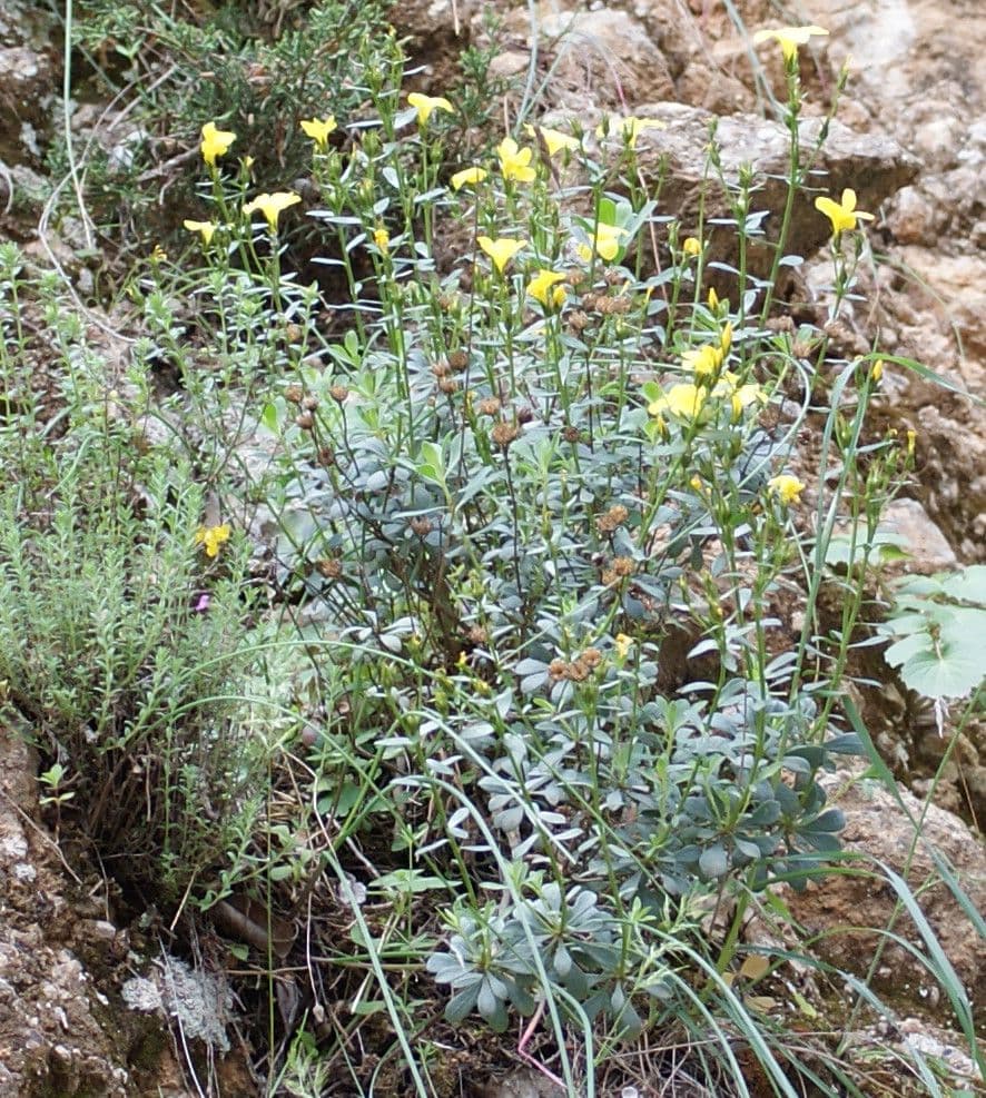Lino arboreo 7