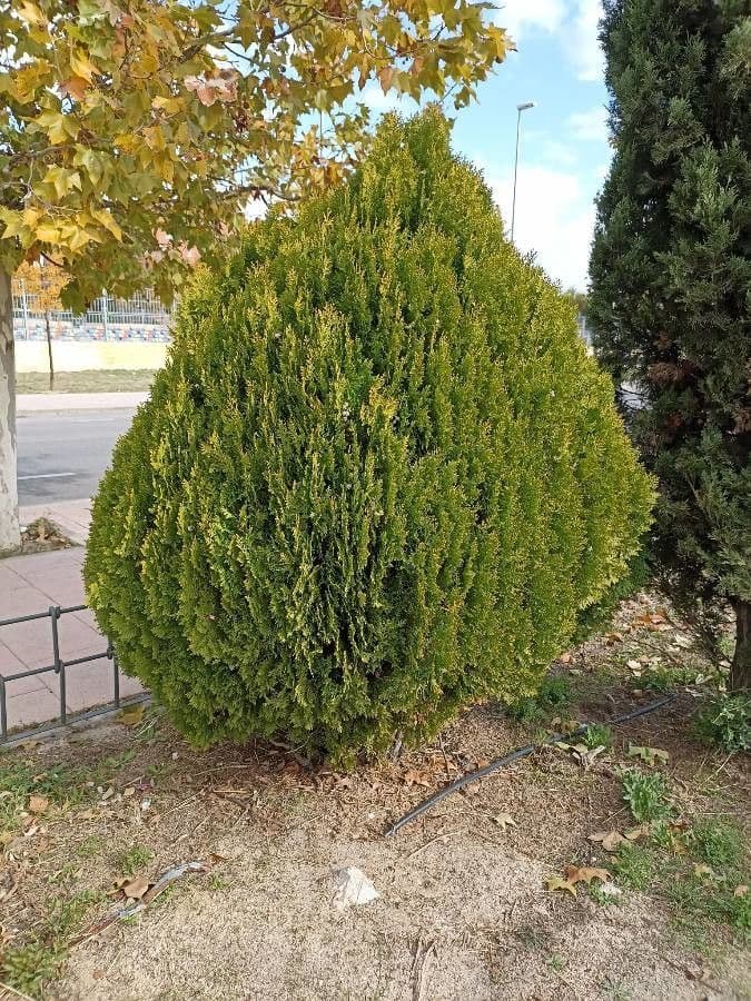Arborvitae oriental 14