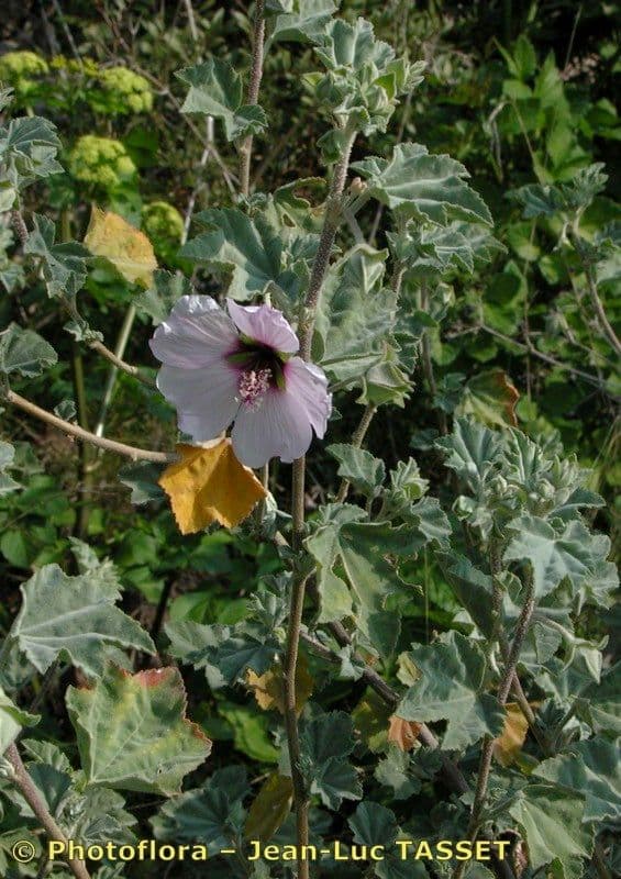 Malva subovata 29