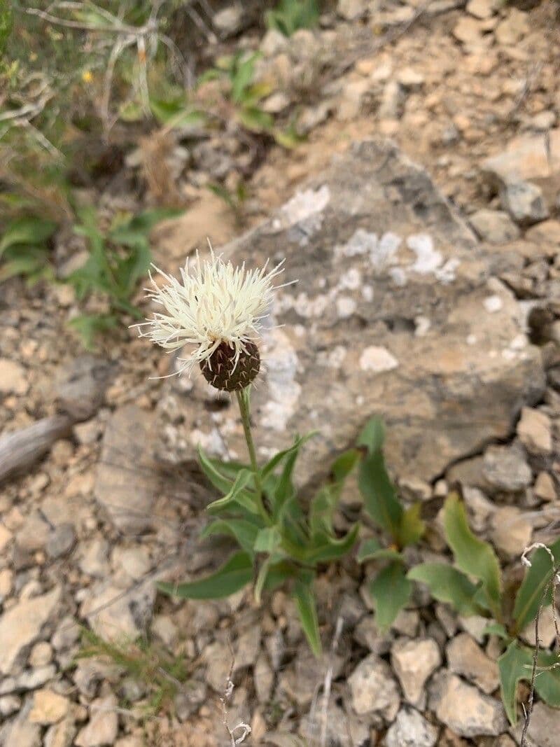 Klasea flavescens 5