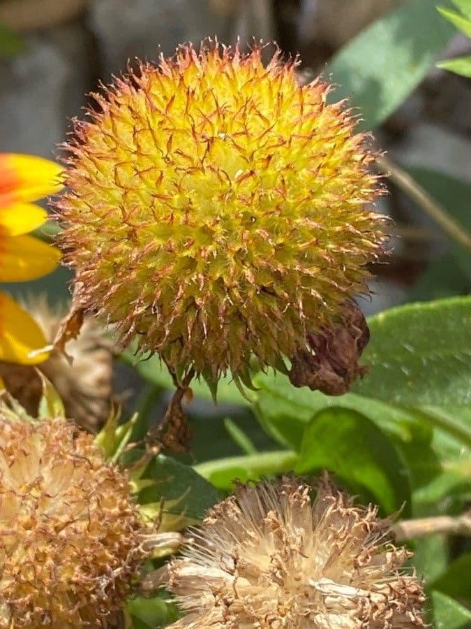 Gaillardia aristata 4