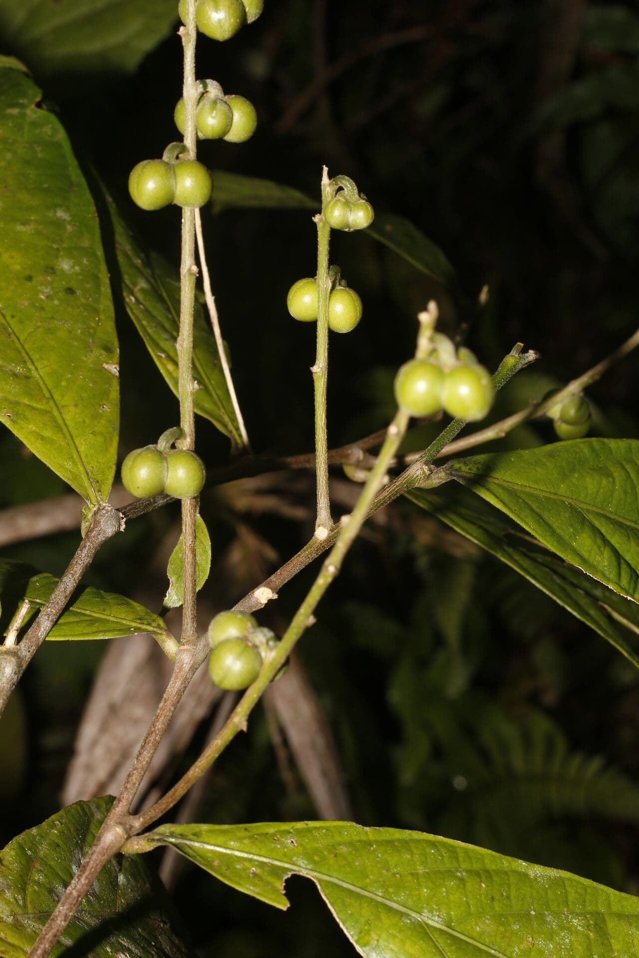 Adenophaedra