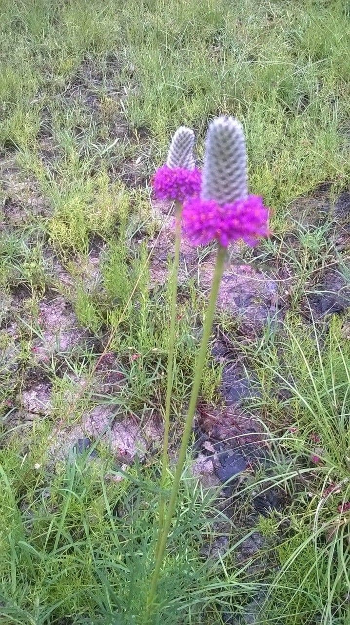 Dalea compacta 7