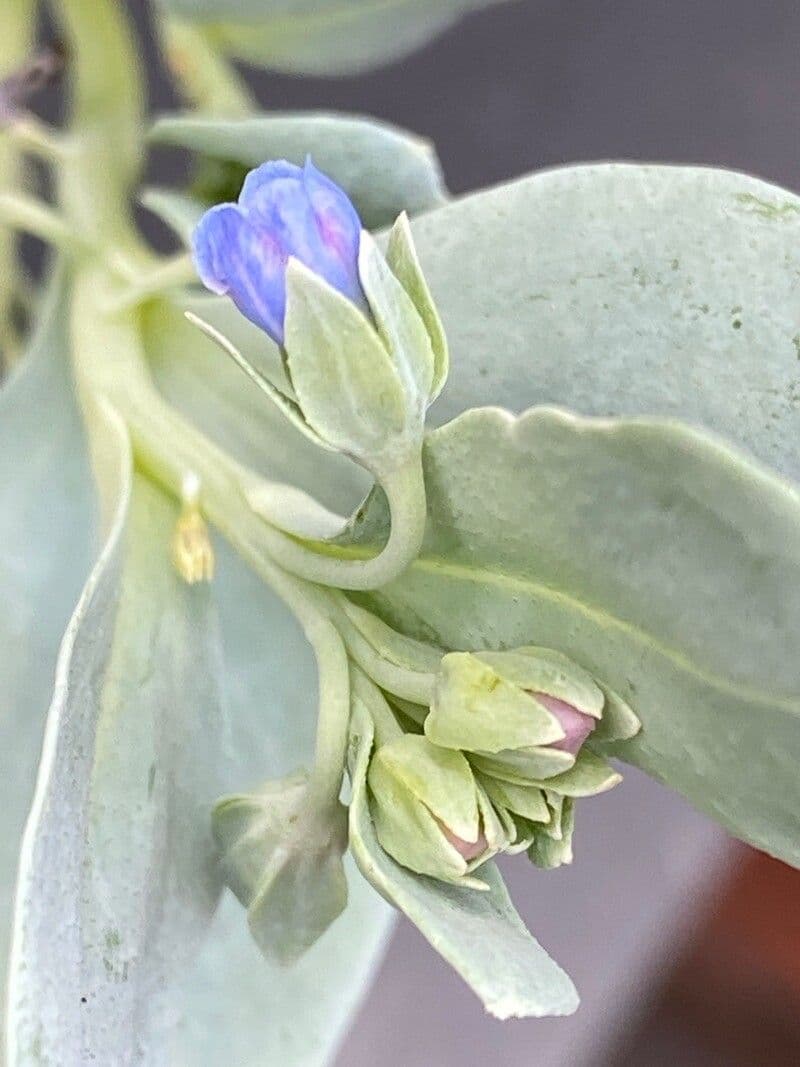 Mertensia marittima