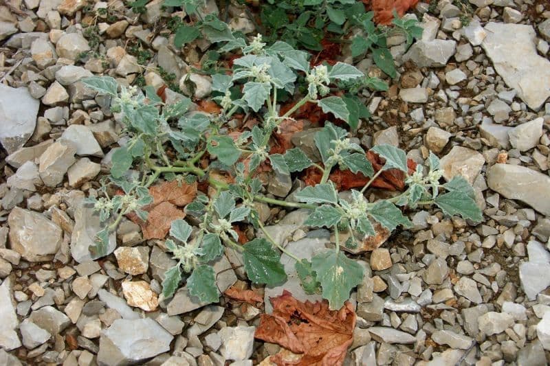 Chrozofora 12
