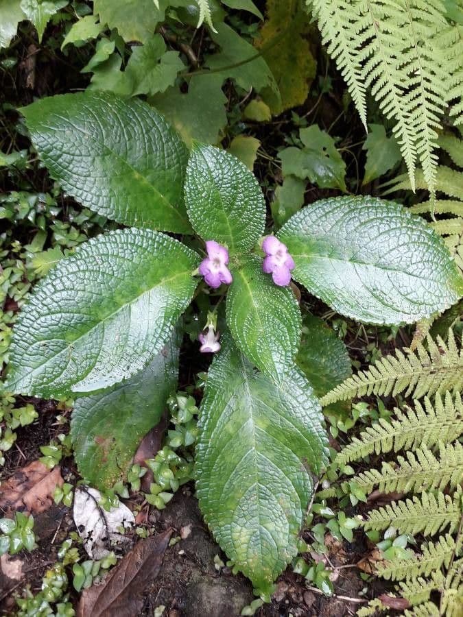 Chrysothemis melittifolia 10