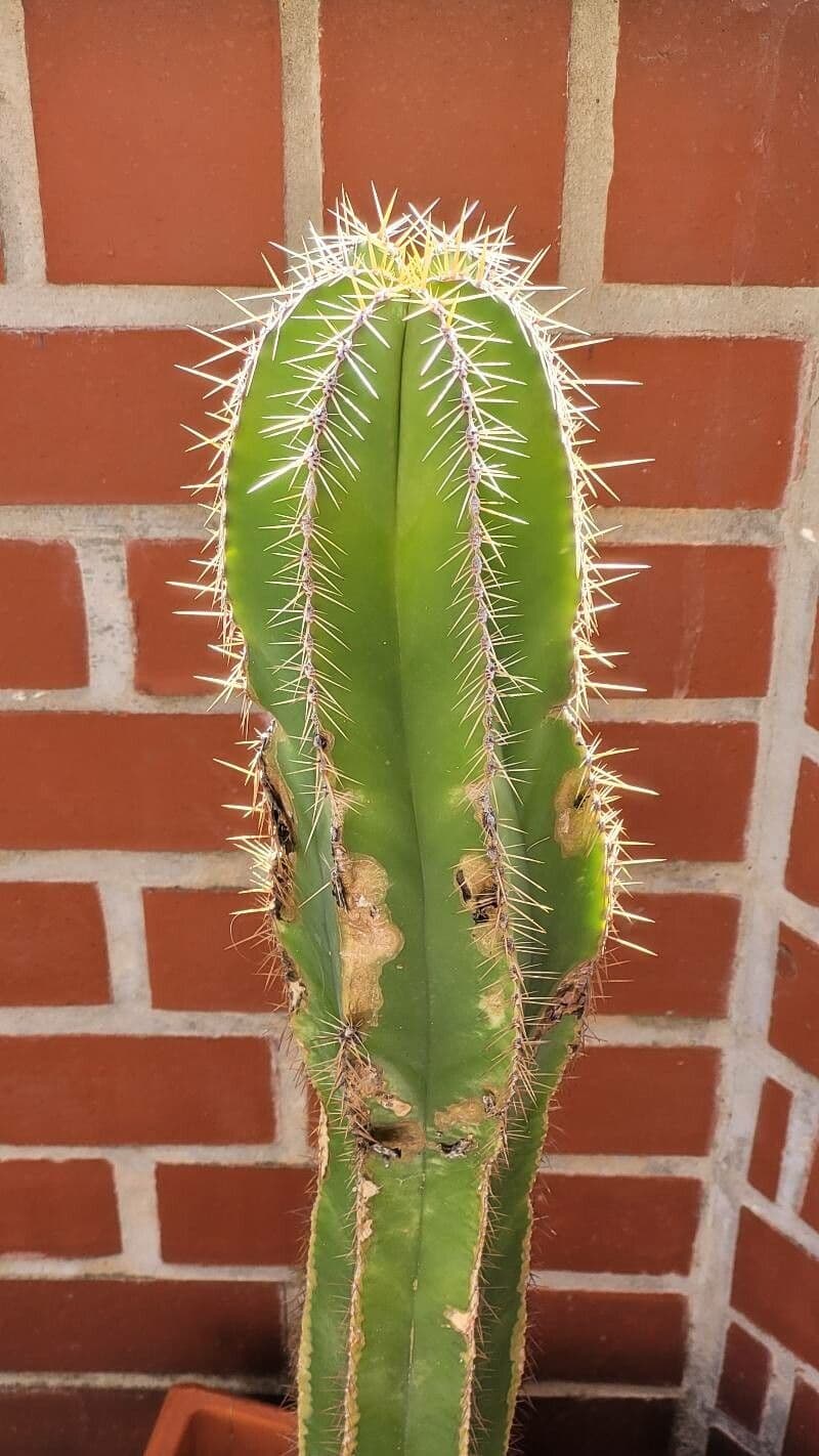 Isolatocereus 4