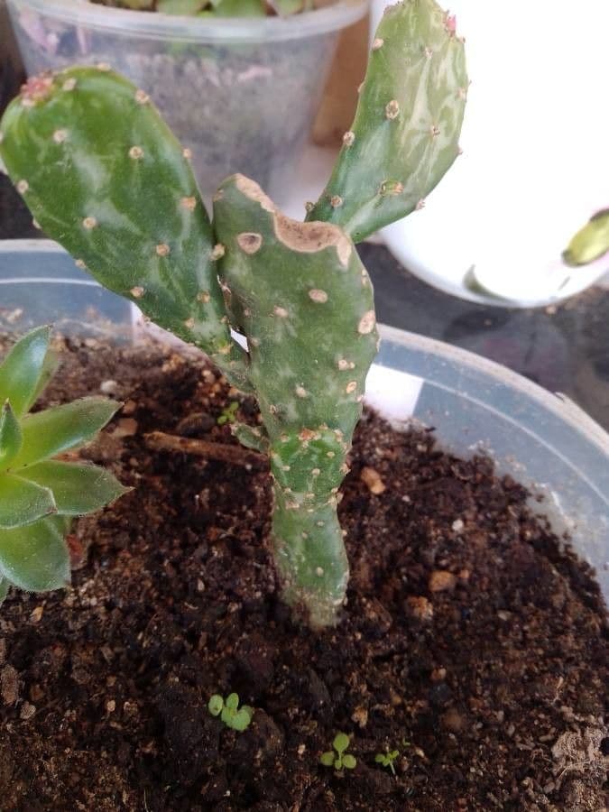 Opuntia a tre spine 15