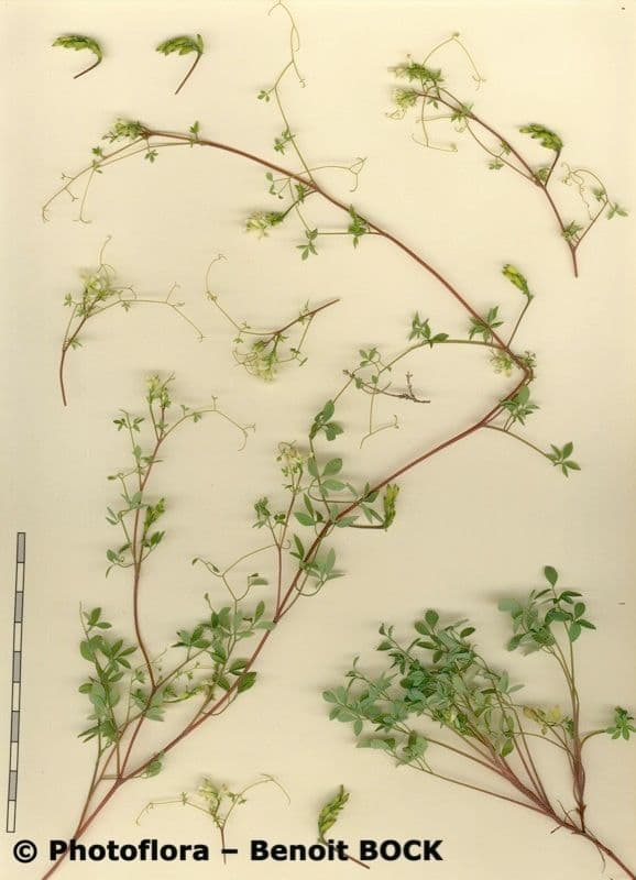 Corydalis claviculata 23