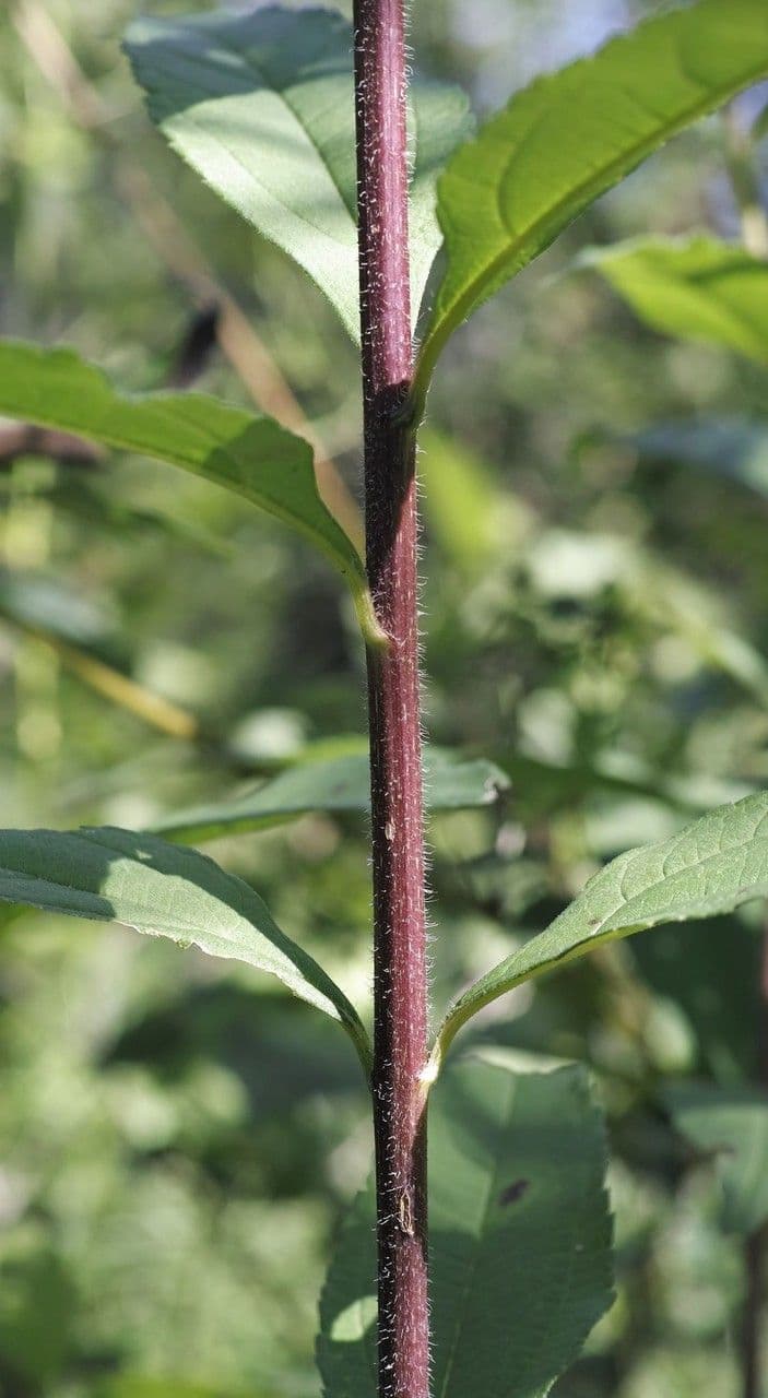 Tournesol géant 21