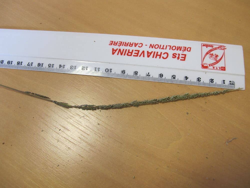 Espartillo 26