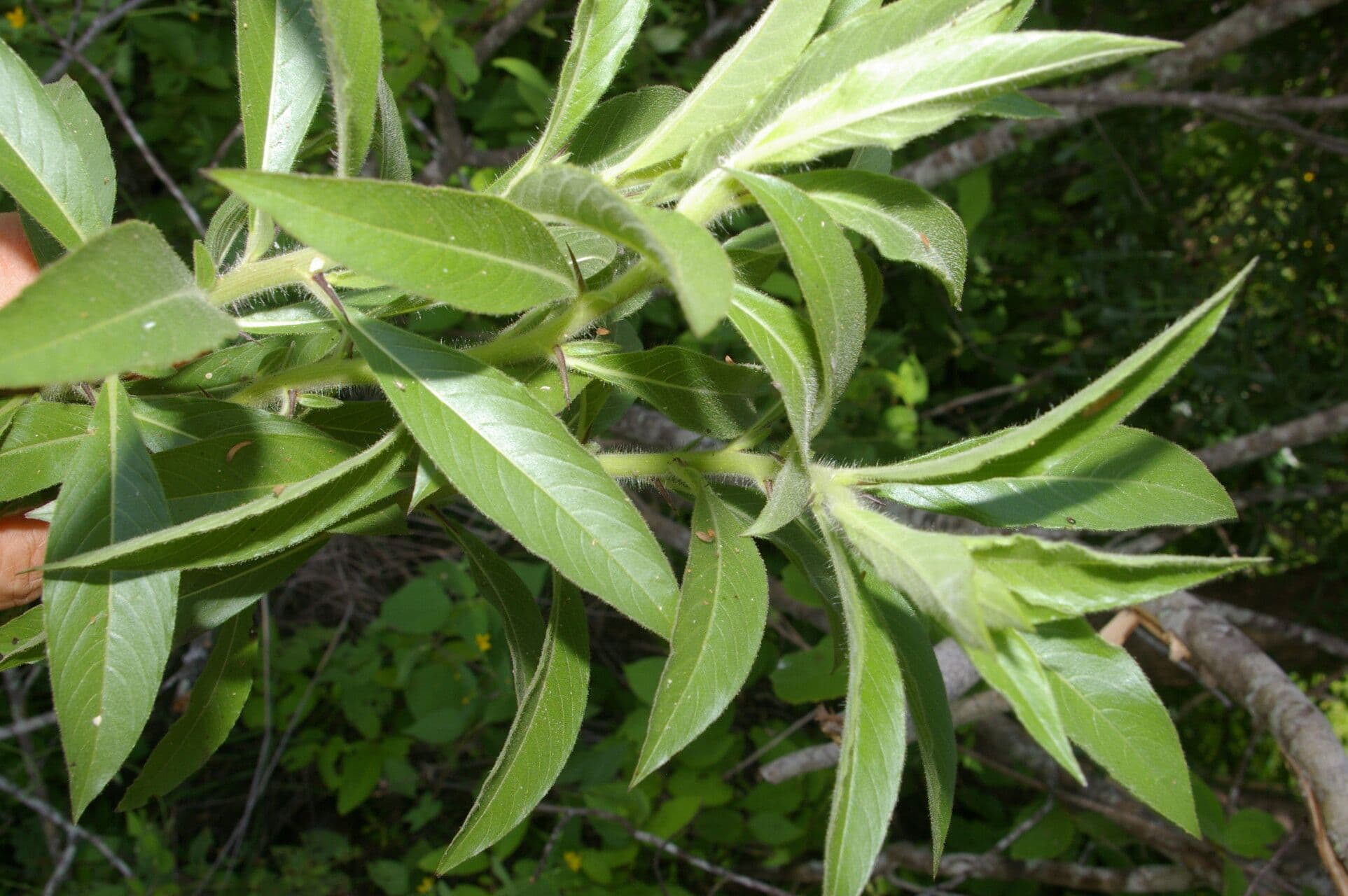Hydrolea spinosa 6