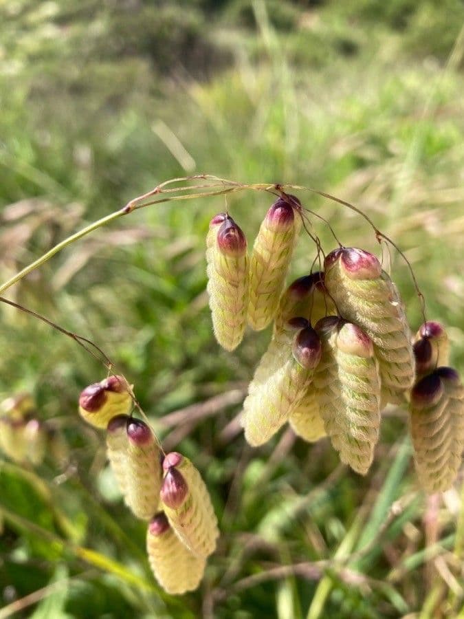 Sonaglini 19