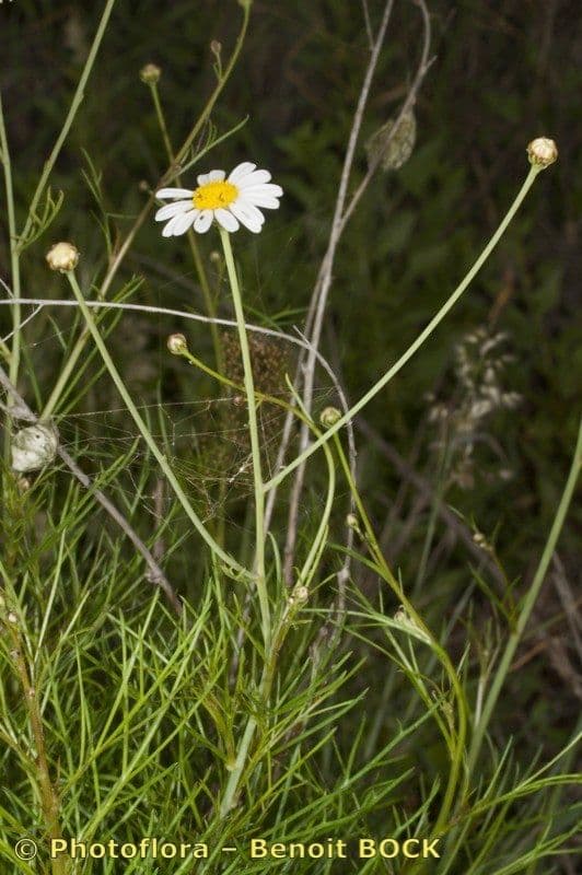 Argyranthemum 5