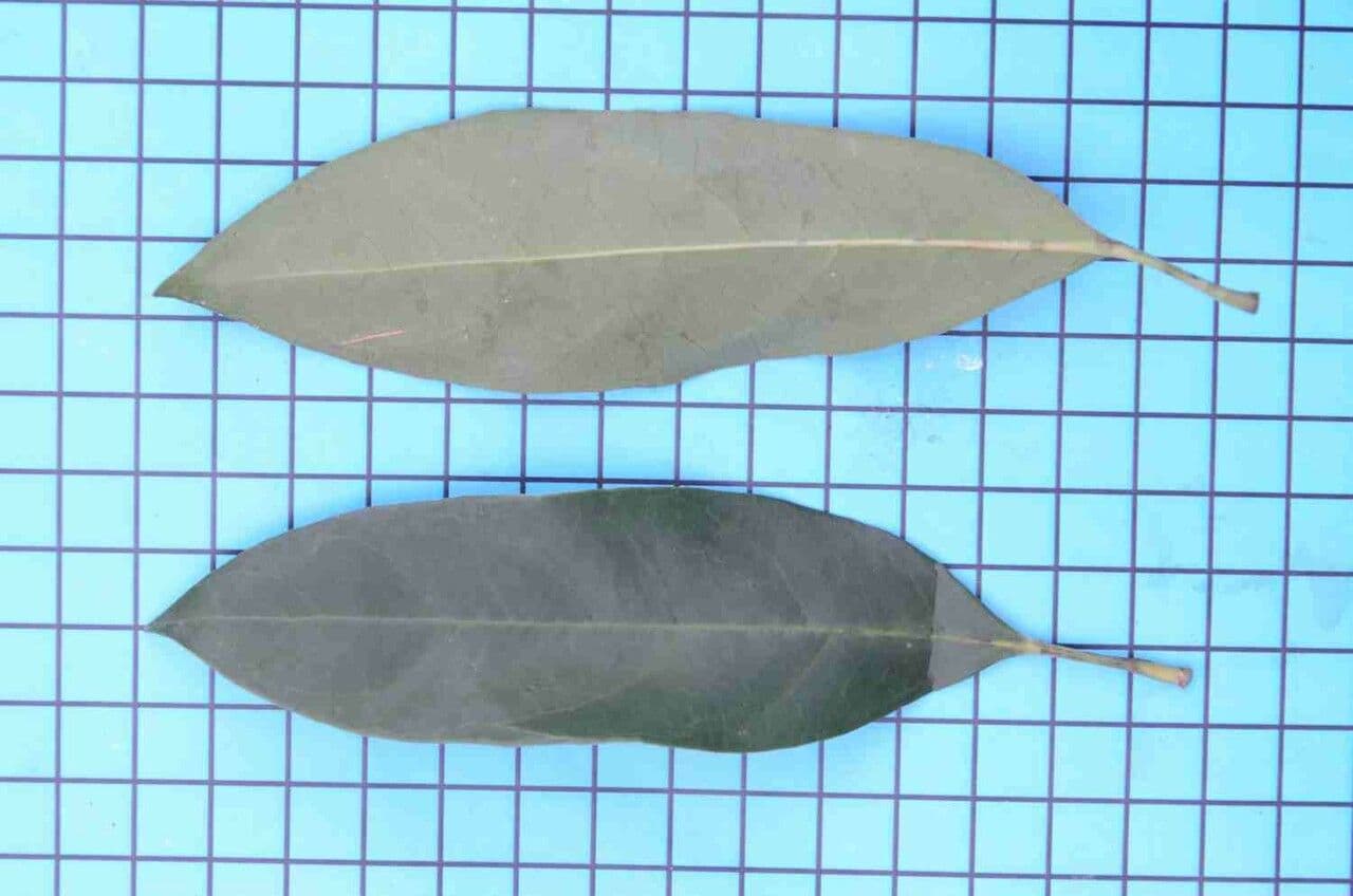 Dendropanax 9