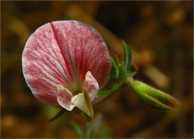 Acmispon americanus 2